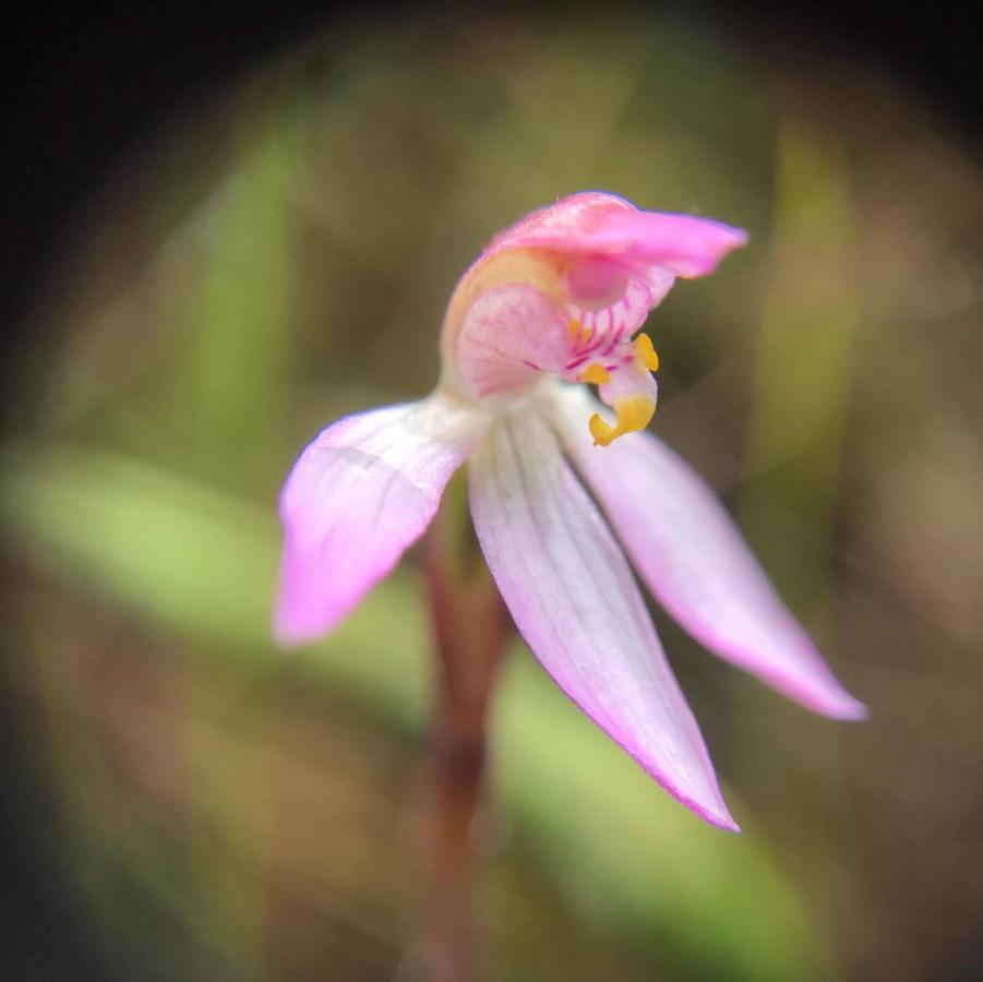 Bicheno Wildflower Sands Coastal Retreat エクステリア 写真